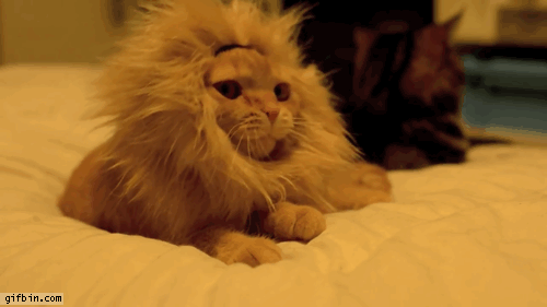 kitten_in_lion_costume_roar.gif