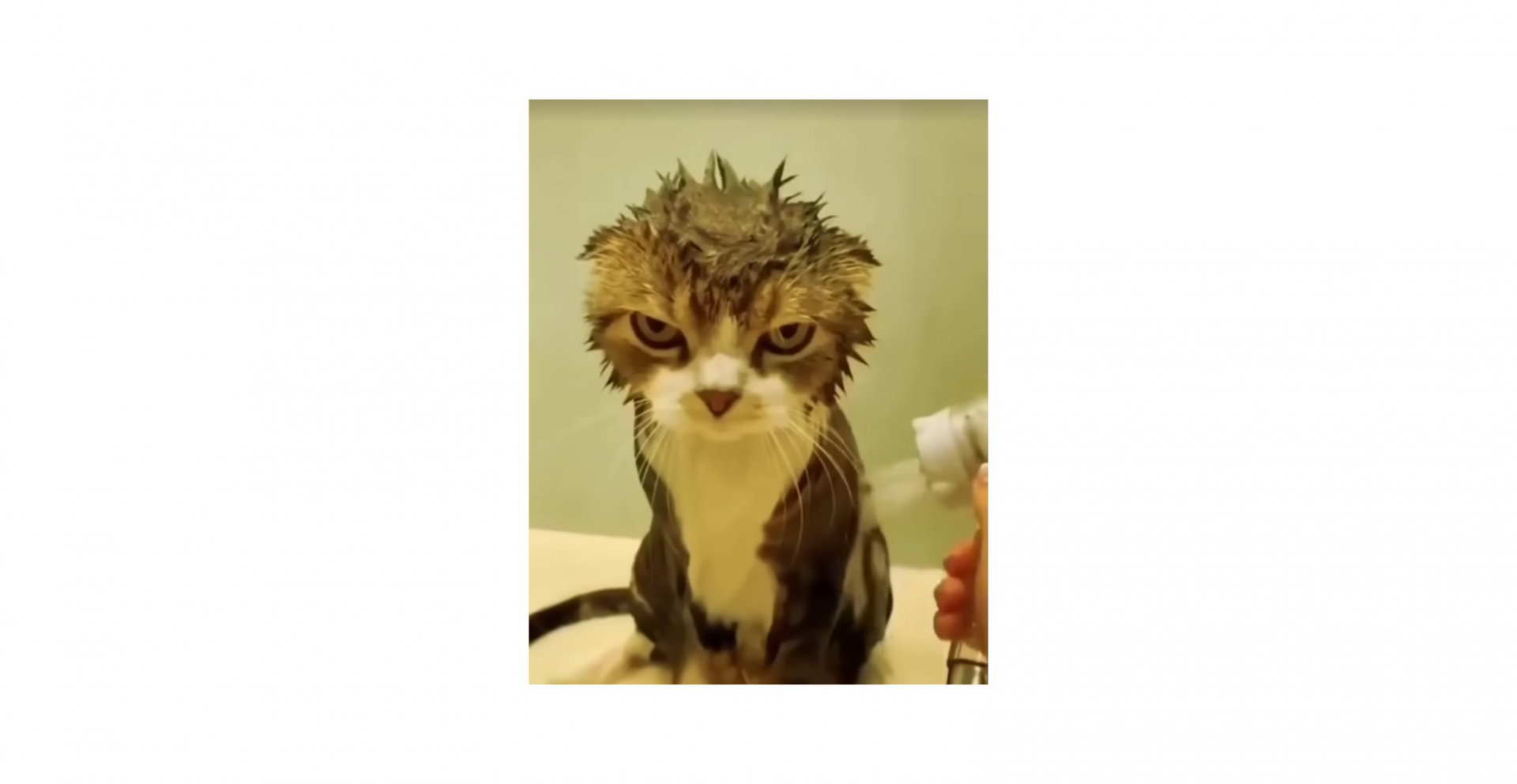 Wet cat.jpg